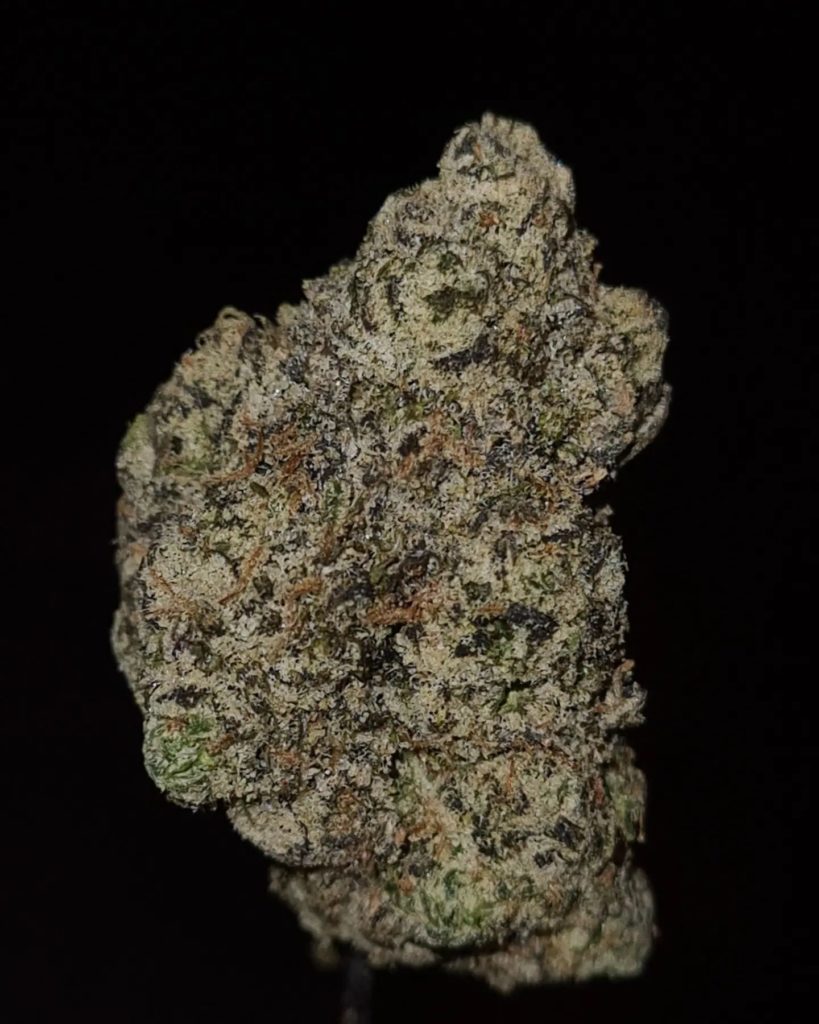 zerberries by the baydestrians strain review by cannoisseurselections