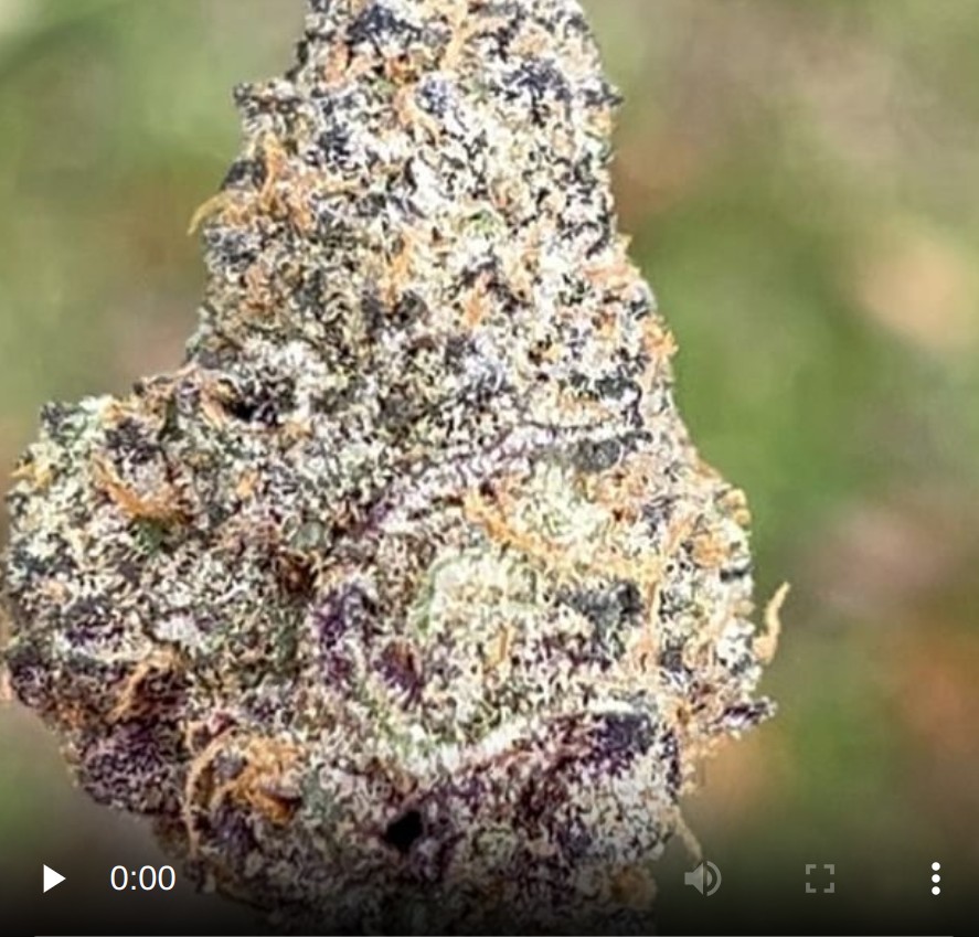 cherry expo by kees headstash strain review by thethcspot