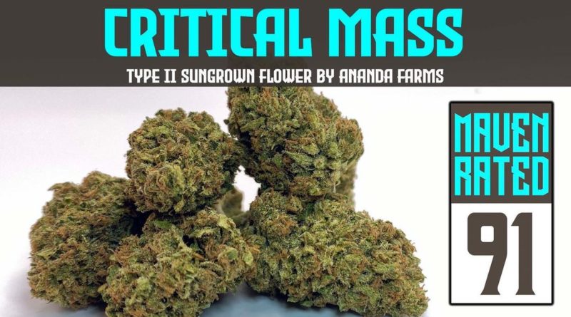 critical mass 1 to 2 by ananda farms strain review by dank maven 2.jpg