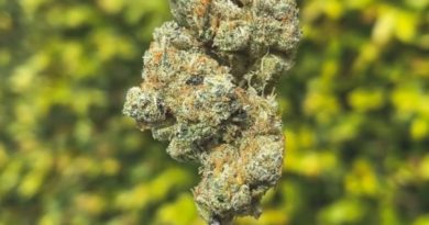 gmo by unknown legacy grower strain review by eriksreviews