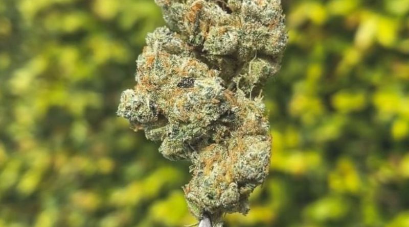 gmo by unknown legacy grower strain review by eriksreviews