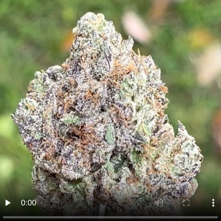 blue gummy by west coast milo strain review by thethcspot