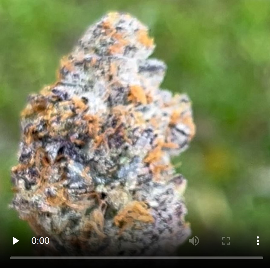 cream smoothie by fvck that's fire strain review by thethcspot