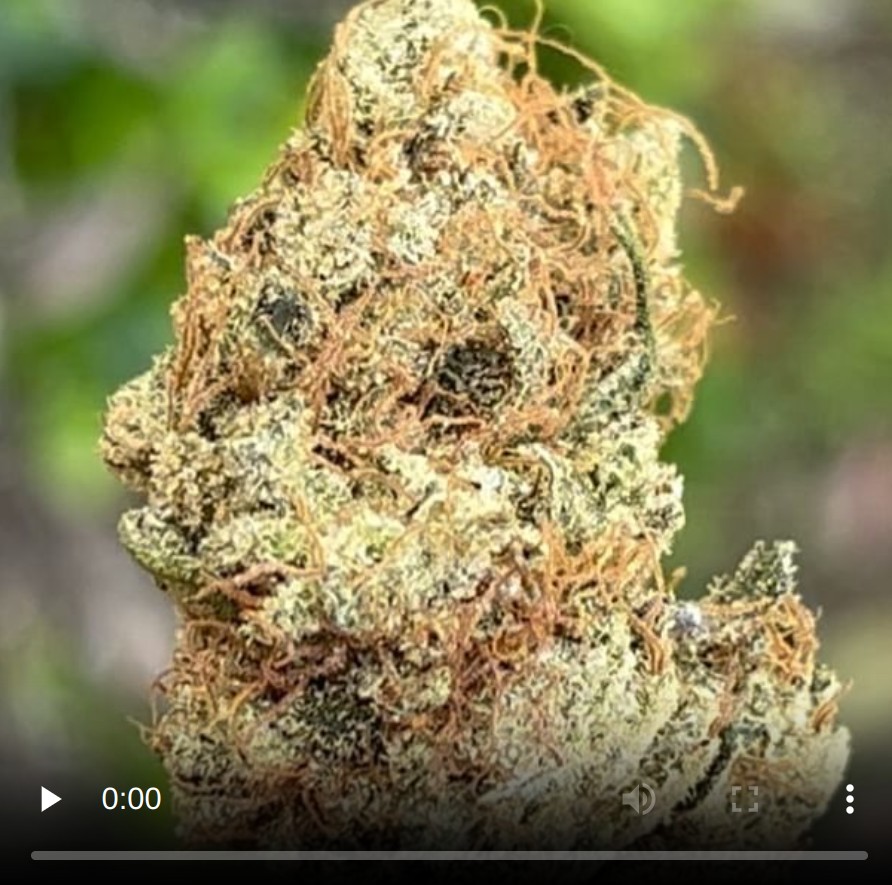 haze by house of piff nyc strain review by thethcspot 2