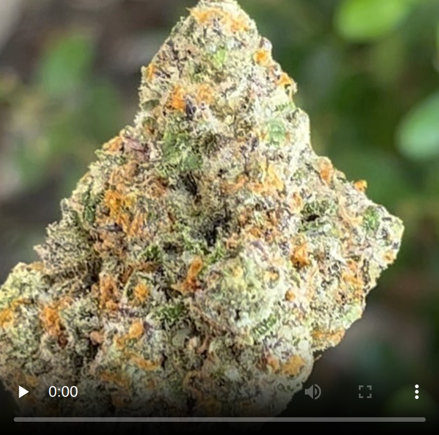 swiss goat cheese by flower district strain review by thethcspot