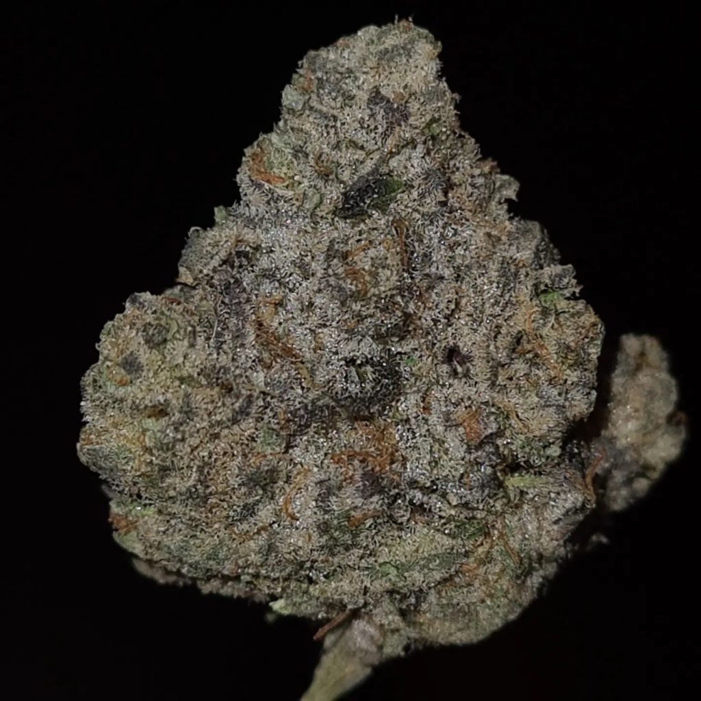 animal tsunami by jungle boys strain review by cannoisseurselections