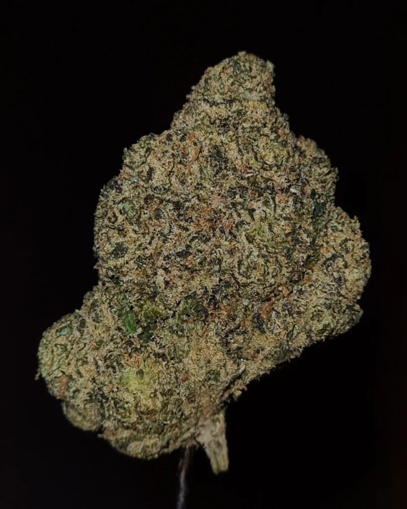 belly by world is yours exotics strain review by cannoisseurselections