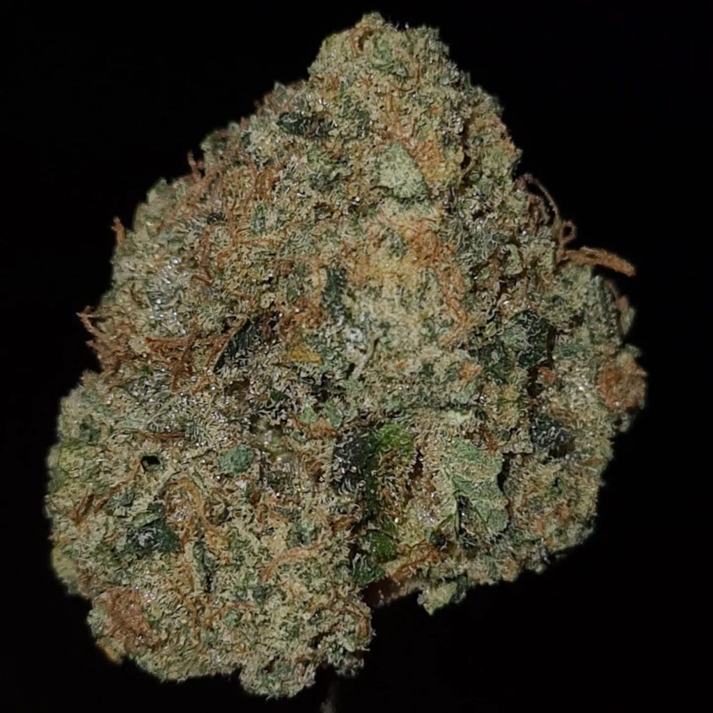 chocolate chips by jungle boys strain review by cannoisseurselections