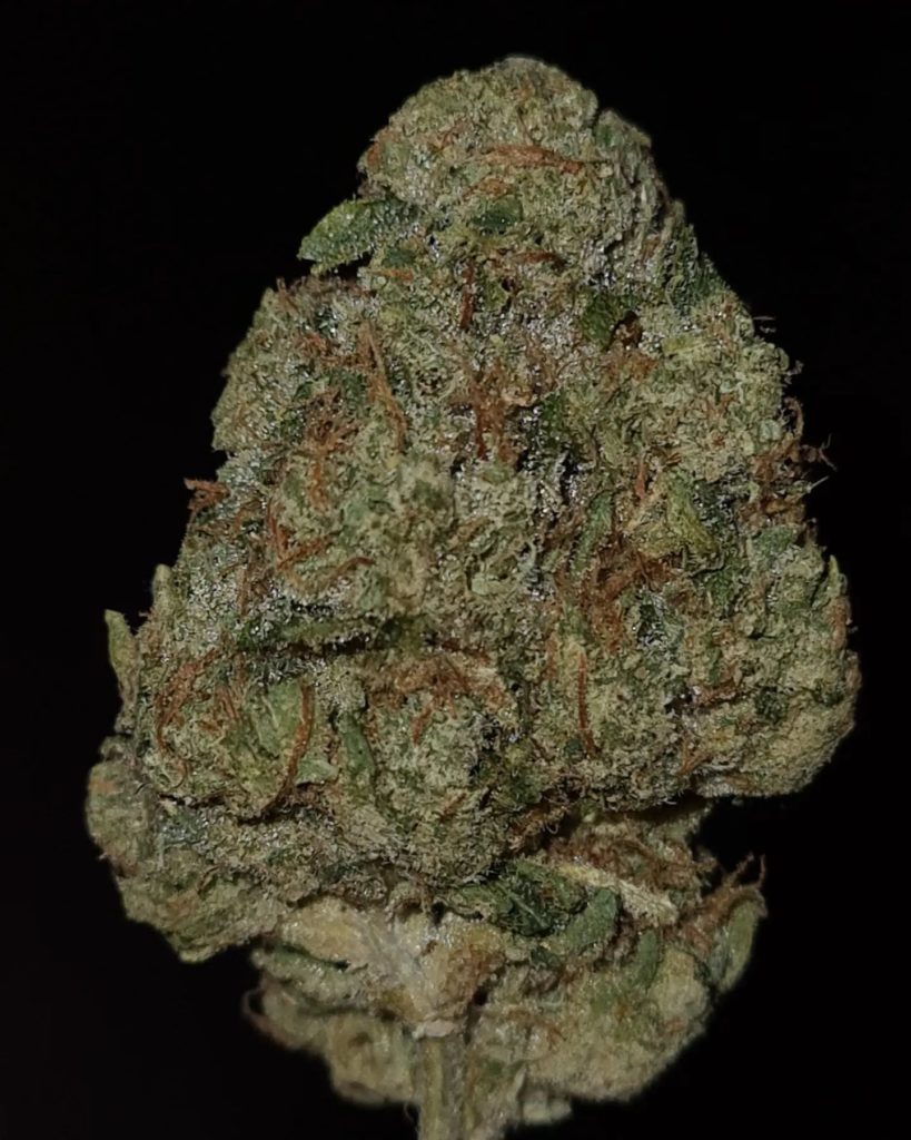 coma by jungle boys strain review by cannoisseurselections