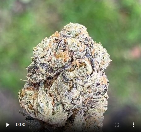 ku's gold by baba ku farms strain review by thethcspot