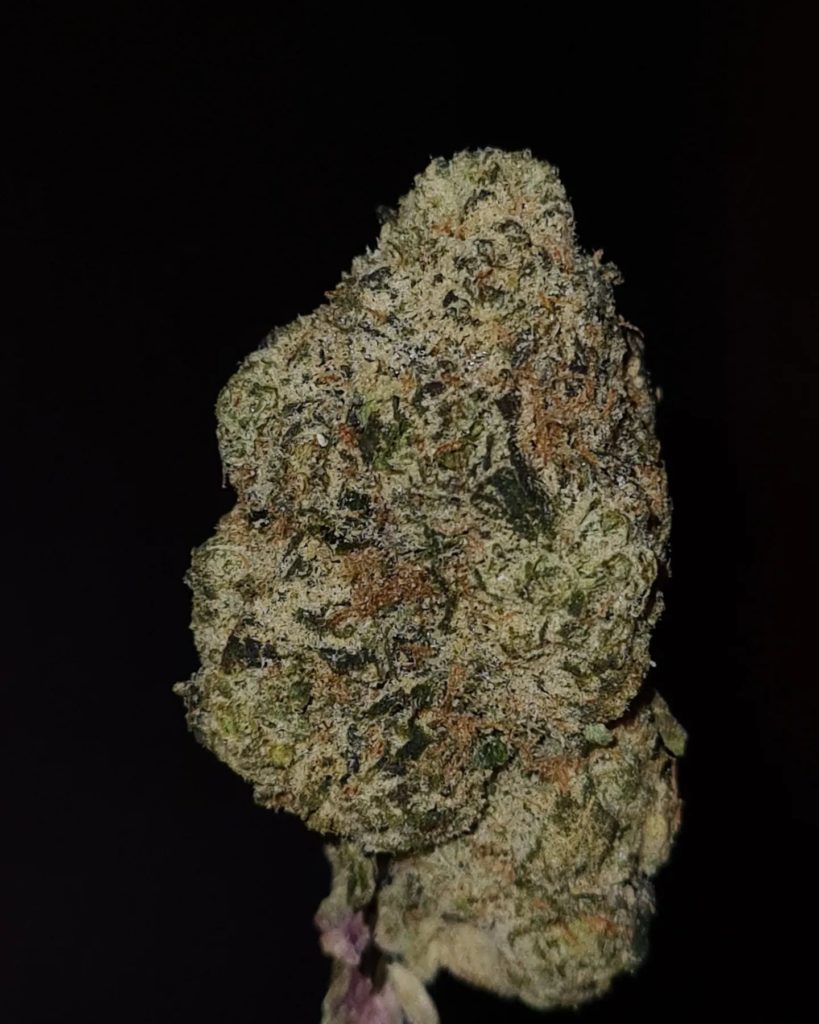 paloma by don merfos exotics strain review by cannoisseurselections