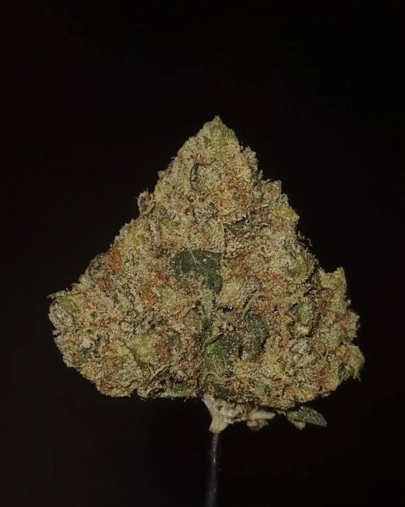 the real og by humboldt beginnings strain review by cannoisseurselections