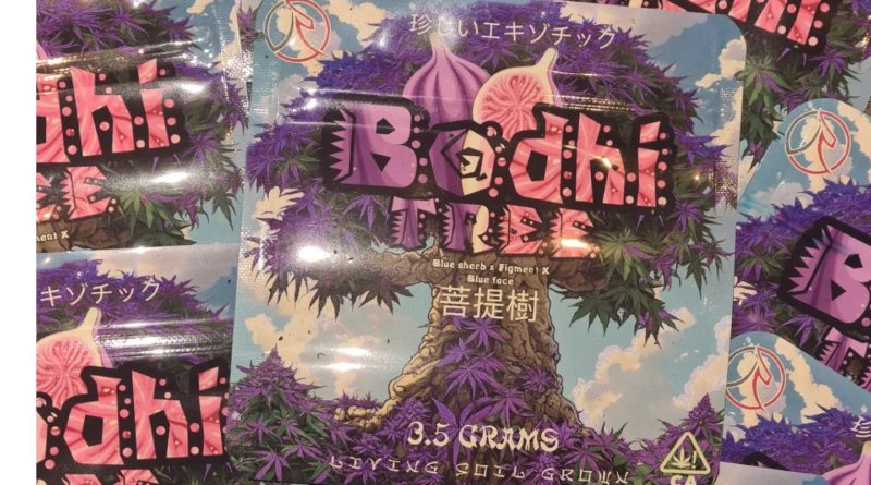 bodhi tree by rare exotics strain review by cannoisseurselections 3.webp