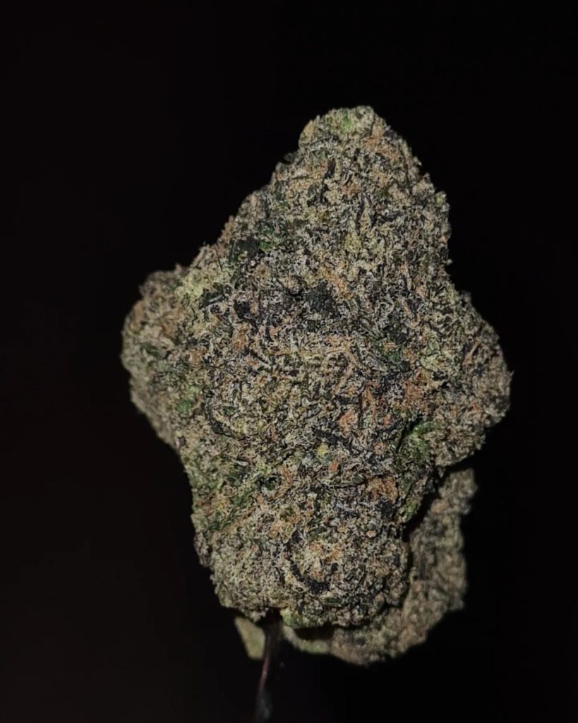 bodhi tree by rare exotics strain review by cannoisseurselections