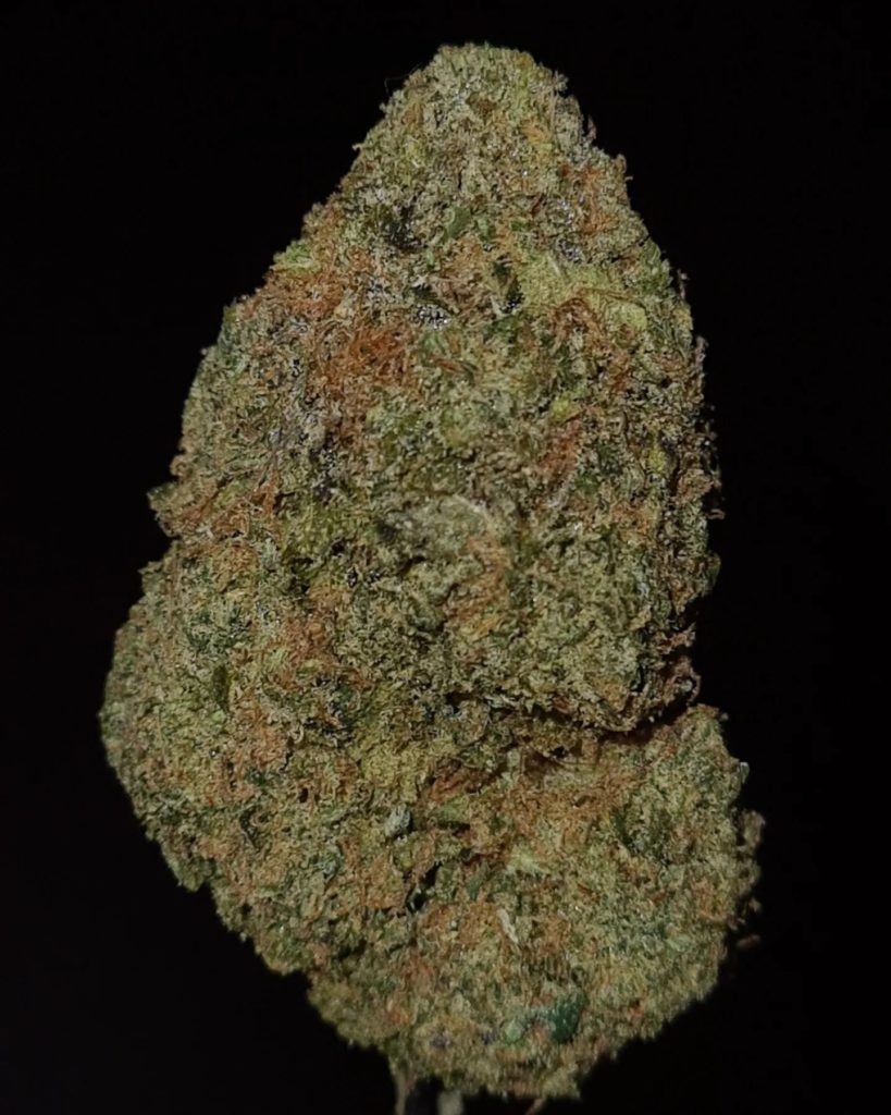 zourzop 2024 strain review by cannoisseurselections2.webp