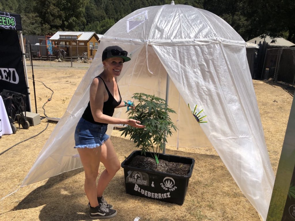 crop top greenhouses at reggae on theriver 2024