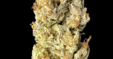 dump truck 3 by team elite genetics strain review by cali_bud_reviews