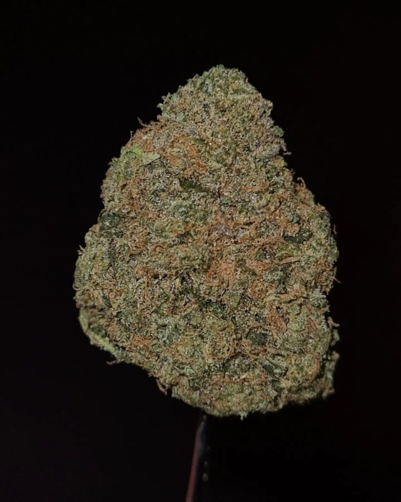 kalamanzi by rare exotics strain review by cannoisseurselections