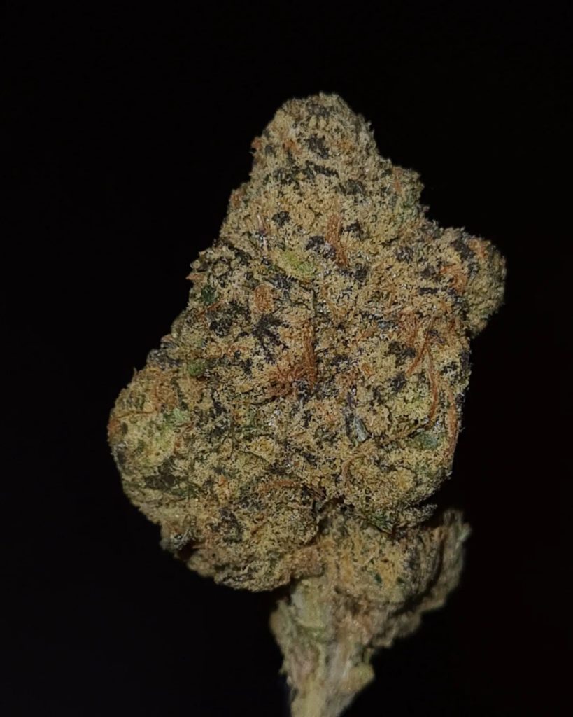 white raz gelato by cannatique strain review by cannoisseurselections