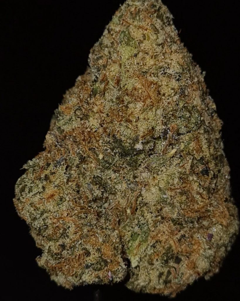 birria by life is not grape strain review by cannoisseurselections