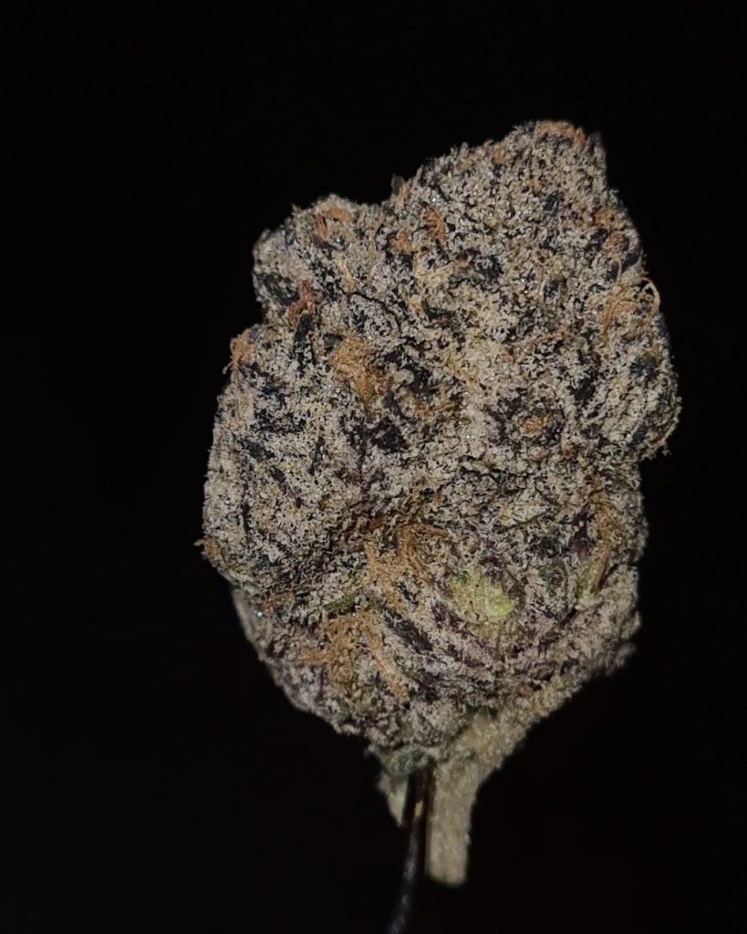 blue raz explosion by cannatique strain review by cannoisseurselections