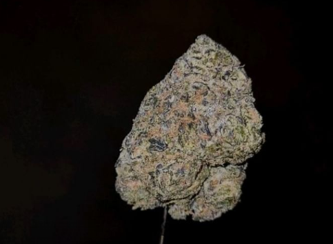 dirty guava by deep east strain review by cannoisseurselections