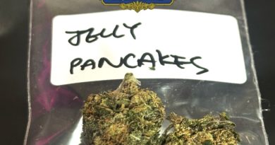 jelly pancakes by greenhill thailand x callum strain review by terp report