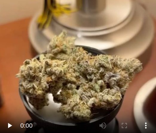 la kush cake by brave boat gardens strain review by lungfood