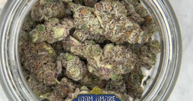 night moves by green space cnx strain review by terp report thailand