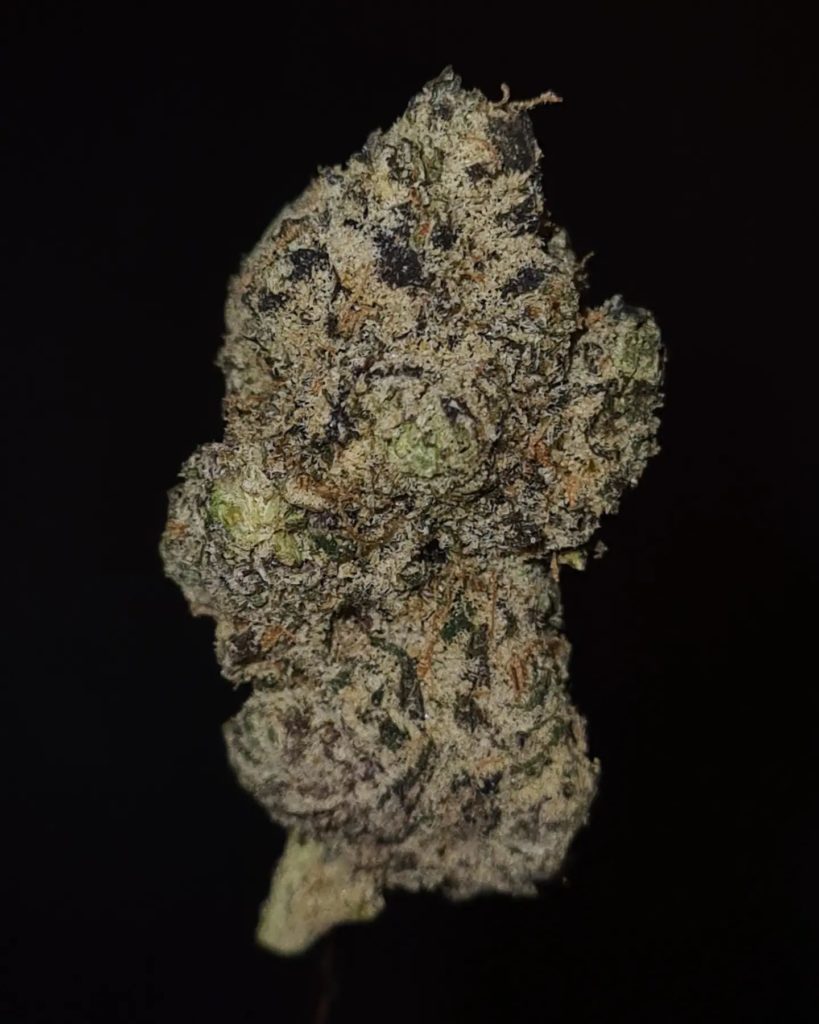 pink cruffin by cannatique x yumberriez strain review by cannoisseurselections