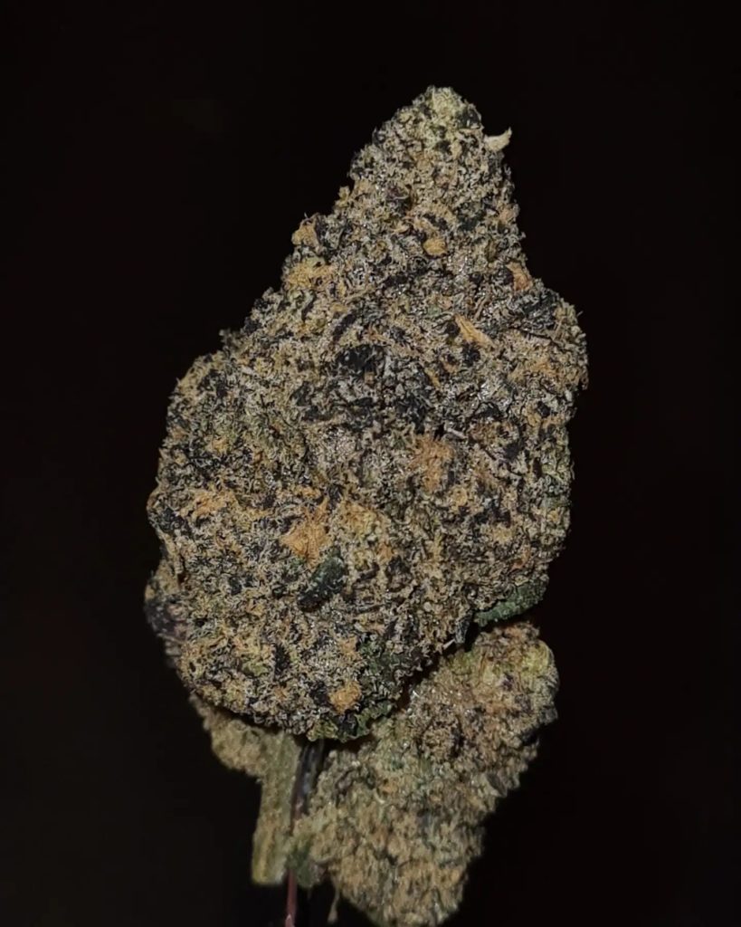 pink jalebi by the baydestrians strain review by cannoisseurselections