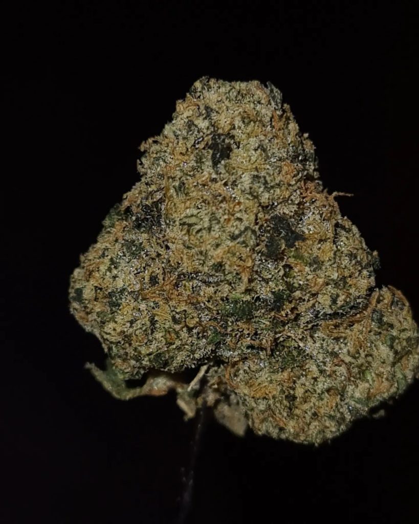 sherbanger by preferred gardens strain review by cannoisseurselections