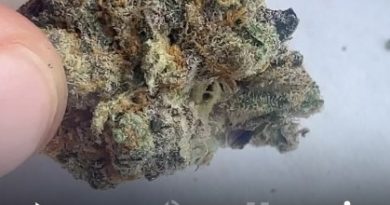 c.r.e.a.m. by loyalty7_icmag strain review by lungfood