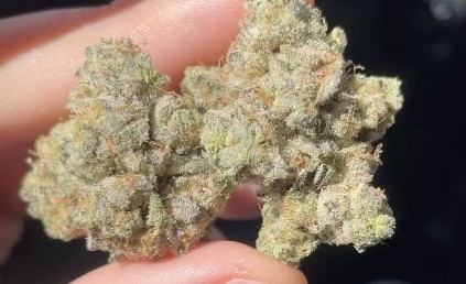 cookies n cream by jungle boys strain review by lungfood