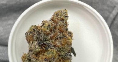 first class funk by brave boat gardens strain review by lung food