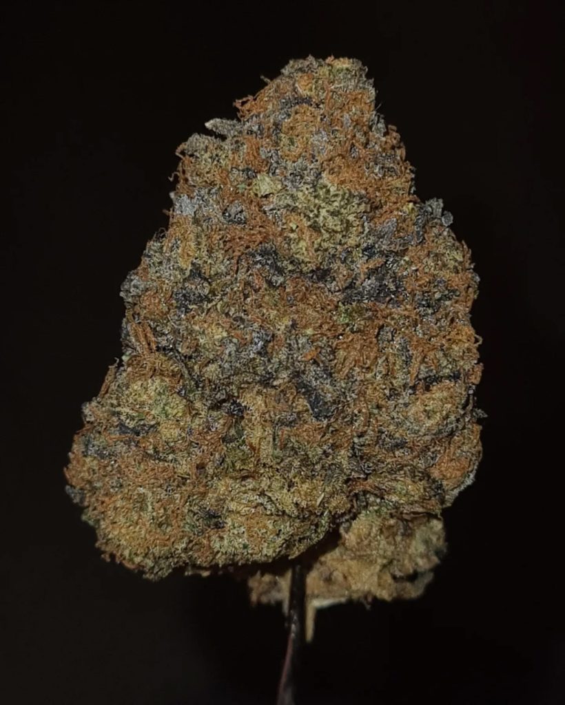 gusher pie 3 by grower4life strain review by cannoisseurselections