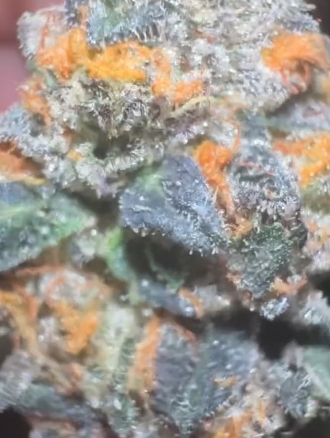 killers from planet dosi by flippin flowers x no boof ltd x youontneedtoknow strain review by terpbrodee