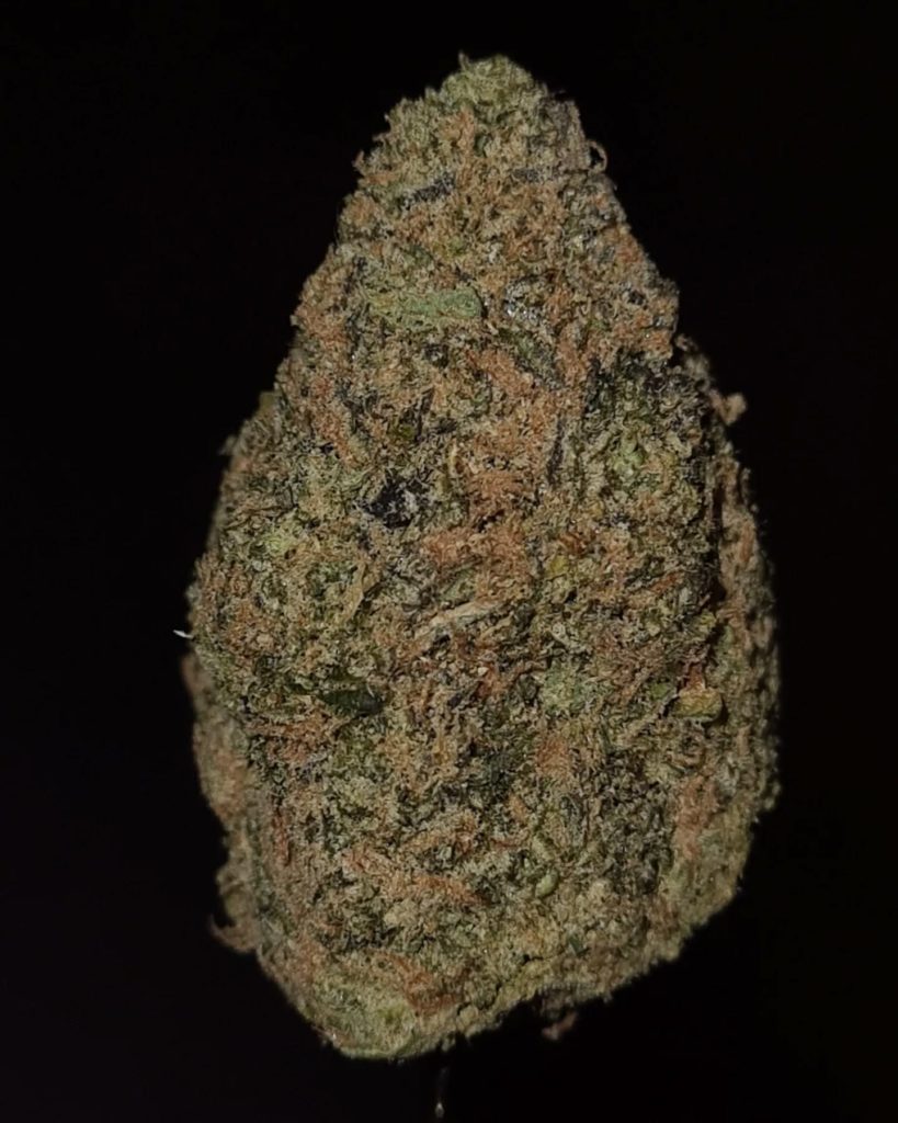 lame z by life is not grape strain review by cannoisseurselections