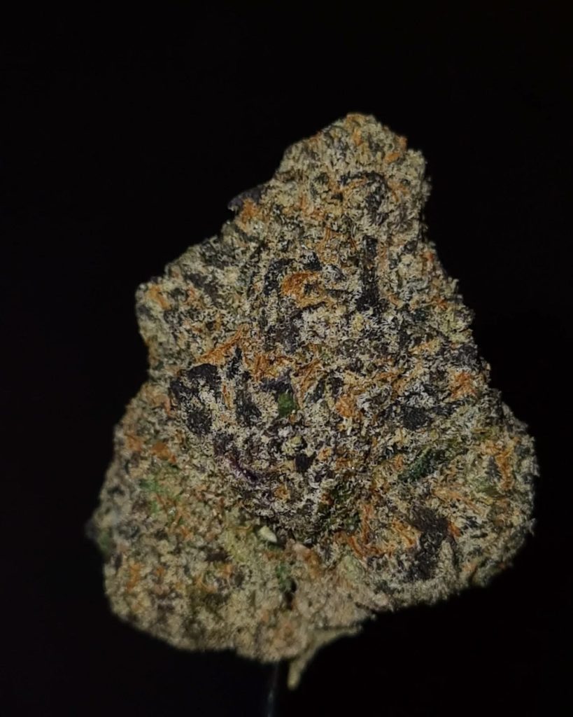 pearl lobster by the tenco strain review by cannoisseurselections