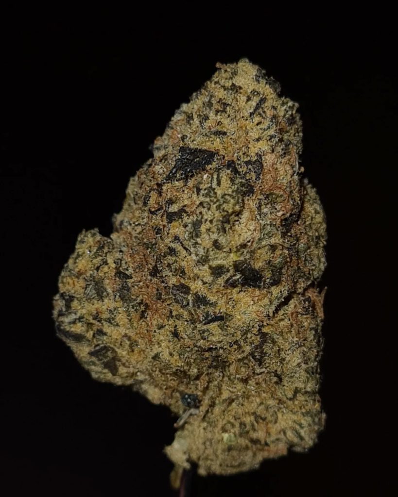 snap crackle zop by zourzop strain review by cannoisseurselections