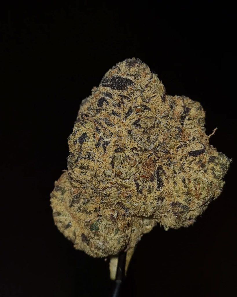 zoppy and shadow by zourzop strain review by cannoisseurselections