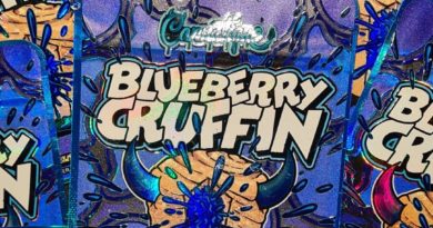 blueberry cruffin by cannatique strain review by cannoisseurselections 2