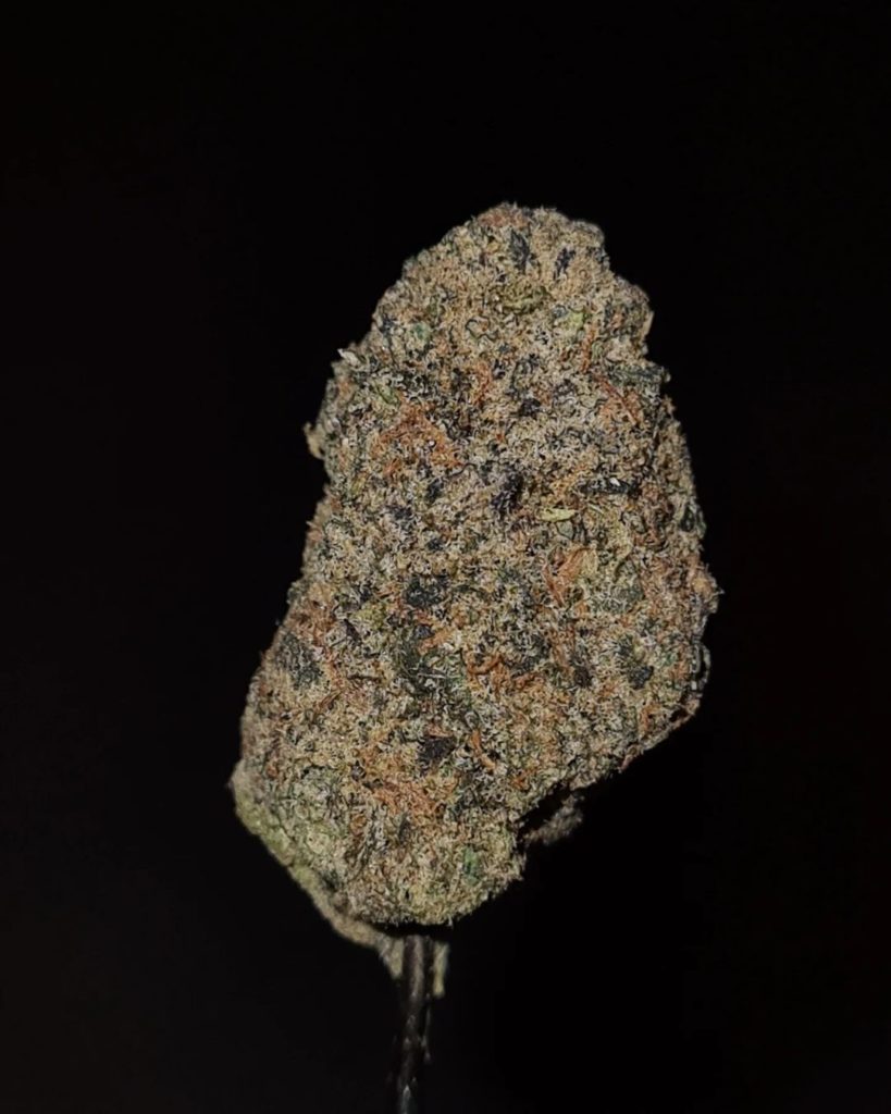 blueberry cruffin by cannatique strain review by cannoisseurselections