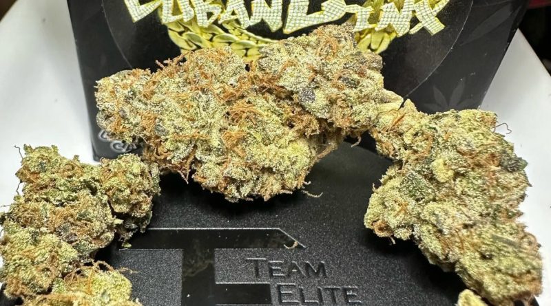 cuban linx by team elite genetics strain review by og kush lover 2