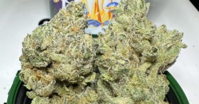 gluetopia by cannabiotix strain review by og kush lover 2