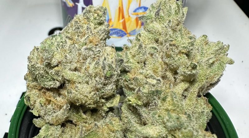 gluetopia by cannabiotix strain review by og kush lover 2