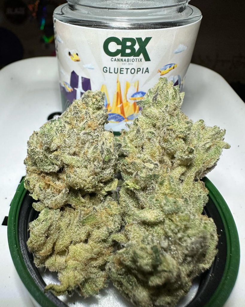 gluetopia by cannabiotix strain review by og kush lover 2