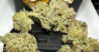 goat cheese by team elite genetics strain review by og kush lover 2