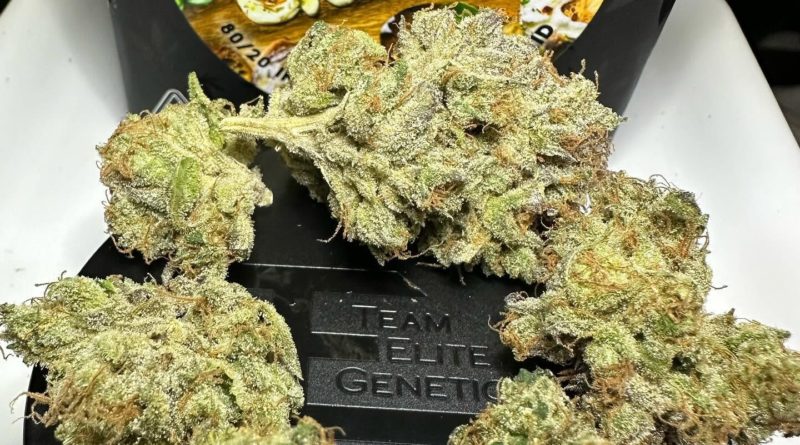 goat cheese by team elite genetics strain review by og kush lover 2