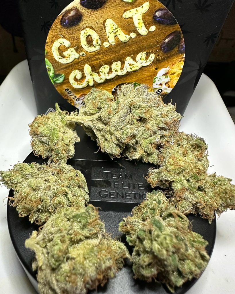 goat cheese by team elite genetics strain review by og kush lover 2